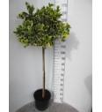 Ilex altaclerensis Golden King C15 Lit. Na steblu 100 cm
