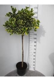 Ilex altaclerensis Golden King C15 Lit. Na steblu 100 cm