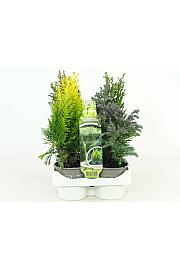 Iglavci Ø9 mix 4 pack