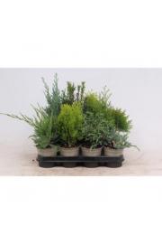 Iglavci Ekskluzivni Mix Ø11 10-15 cm