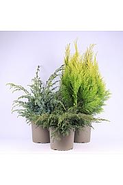 Iglavci Ekskluzivni Mix C5 Lit. 40-60 cm