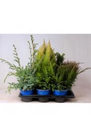 Iglavci Ekskluzivni Mix C2 Lit. 30-40 cm