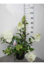Hydrangea paniculata Angels Blush C7,5 Lit. 40-50 cm