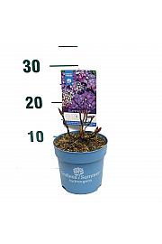 Hydrangea macrophlla Summer Love®Purple C1,5 Lit. 10-15 cm