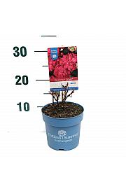 Hydrangea macrophlla Summer Love® Red C1,5 Lit. 10-15 cm