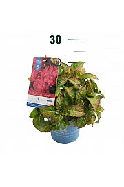 Hydrangea macrophylla Summer Love® Red C1,5 Lit. 10-15 cm