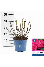 Hydrangea macrophlla Summer Love Red C5 Lit. 25-30 cm