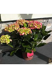 Hortenzija makrofila C3 lit. mix 30-40 cm