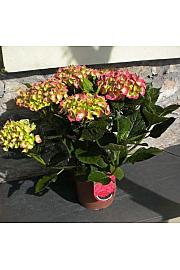 Hydrangea macrophylla Ø18 mix 30-40 cm