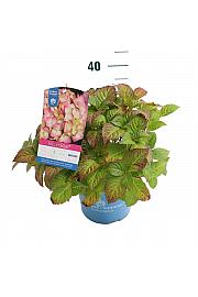 Hydrangea macrophylla BloomStar Pink C5 Lit. 25-30 cm
