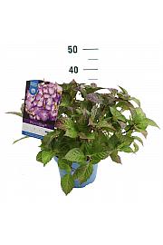 Hydrangea macrophylla BloomStar Blue C5 Lit. 25-30 cm