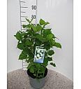 Hydrangea arborescens Annabelle C7,5 Lit. 40-50 cm