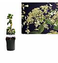 Hydrangea anomala Petiolaris C1 Lit. 20-30 cm