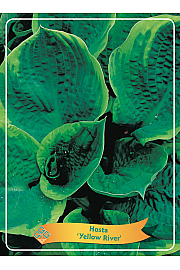 Hosta Yellow River Ø11