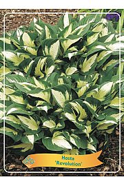 Hosta Revolution Ø11