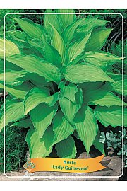 Hosta Lady Guinevere Ø11