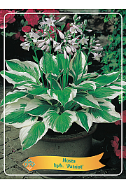 Hosta hyb. Patriot Ø11