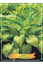 Hosta Gold Standard Ø11