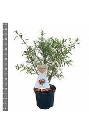 Hippophae rhamnoides Leikora C5 Lit. 40-60 cm