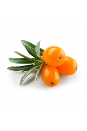 Hippophae rhamnoides Leikora C2 Lit. 40-60 cm