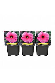 Hibiscus moscheutos Royal Gem C5 Lit.