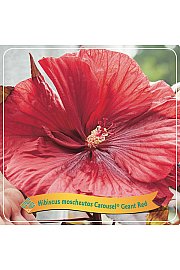 Hibiscus moscheutos Caroussel ® Geant Red C5 Lit.