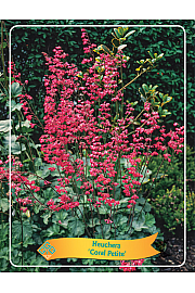 Heuchera Coral Petite Ø11