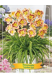 Hemerocallis London Eye Ø11