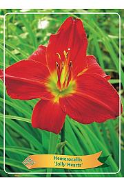 Hemerocallis Jolly Hearts Ø11