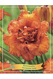 Hemerocallis Awesome Luck Ø11
