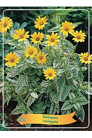 Heliopsis variegata Ø11
