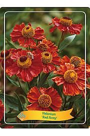 Helenium Tom Ø11
