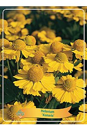 Helenium Kanaria Ø11