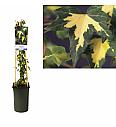 Hedera helix Goldheart C2,5 Lit. 40-60 cm