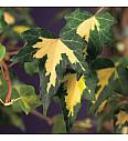 Hedera helix Goldheart C1 Lit. 20-30 cm