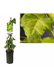 Hedera colchica Sumporno srce C2,5 Lit. 40-60 cm