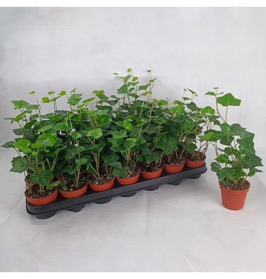 Hedera Hibernica Ø 9