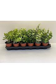 Hedera helix Ø9 mix
