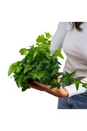 Hedera helix Ø 9 mix