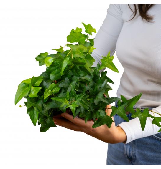 Hedera helix Ø 9 mix