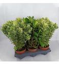 Hebe Veronica Variegata + Green Ø12