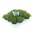 Hebe Green Boys Ø6 mix