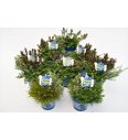 Hebe Green Boys Ø12 mix
