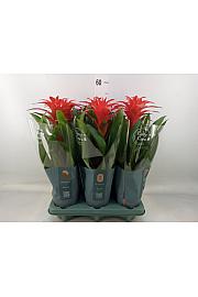 Guzmania hibrid Ø12 Crvena