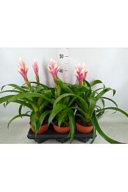 Guzmania bomboni Ø12