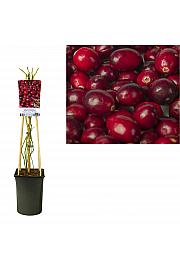 Vaccinium macrocarpon Pilgrim C2,5 Lit. 40-60 cm