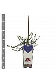 Vaccinium macrocarpon Pilgrim C2 Lit. 30-40 cm