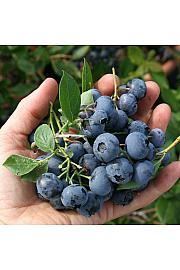 Vaccinium corymbosum Duke C5 Lit. 30-40 cm (30071)