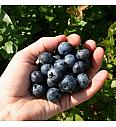 Vaccinium corymbosum Brigitta blue C5 Lit. 30-40 cm (16985)