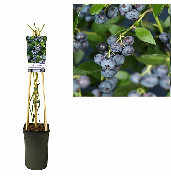 Vaccinium corymbosum Brigitta Blue C2,5 Lit. 40-60 cm